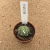 Astrophytum asterias kikko muscle B634 (Pote 6) - comprar online
