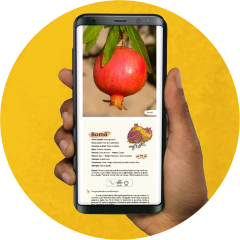 E-book Plantas e Minerais que Tingem e Curam na internet