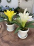 Mini Vaso com Bromélia - comprar online