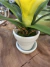 Imagem do Mini Vaso com Bromélia