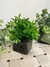 Mini Cachepot - comprar online