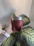 Mate Imperial marrón + grabado (Acero inoxidable)