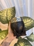 Imagen de Mate Imperial negro dibujado + grabado + CAJA PERSONALIZADA (Calabaza)