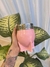 Mate Imperial rosa + grabado + CAJA PERSONALIZADA (Calabaza)
