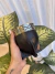 Mate Imperial negro dibujado + grabado (Calabaza) en internet