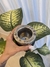 Mate Imperial negro + grabado (Acero inoxidable) - comprar online