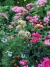 Curso "El Cultivo de la Rosa" - INDIVIDUAL
