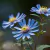 Aster novae-angliae