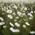 Cosmos bipinnatus Purity