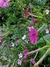 Curso: El Jardín de Flores, Cómo cultivar tus Flores desde semillas - INDIVIDUAL