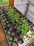 Curso: El Jardín de Flores, Cómo cultivar tus Flores desde semillas - INDIVIDUAL - tienda online