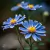 Aster novae-angliae - Junto a las Rosas
