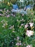 Curso: El Jardín de Flores, Cómo cultivar tus Flores desde semillas - INDIVIDUAL