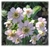 Achillea ptarmica sneezewort (20 semillas)