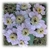 Achillea ptarmica sneezewort (20 semillas) - comprar online