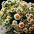 Tanacetum parthenium