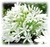 Agapanthus africanus "Getty White"