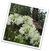 Agapanthus africanus "Getty White" - comprar online