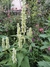 Agastache rugosa albus - comprar online