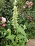Agastache rugosa albus - Junto a las Rosas