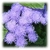Ageratum Houstonianum