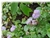 Ageratum Houstonianum - comprar online
