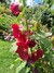 Alcea rosea ficifolia "Las Vegas" (20 semillas) - Junto a las Rosas