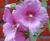 Alcea rosea (20 semillas) - comprar online