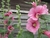 Alcea rosea (20 semillas)