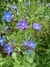 Anchusa Azurea "Dropmore"