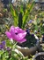 Anemone Coronaria