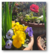 Anemone Coronaria - comprar online