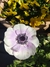 Anemone Coronaria en internet