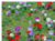Anemone Coronaria - Junto a las Rosas