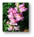 Antirrhinum majus - comprar online