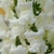 Antirrhinum majus "Rocket White" en internet