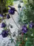 Aquilegia atrata (20 semillas) The Dark Columbine en internet