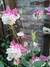 Aquilegia Pink petticoat (50 semillas) - Junto a las Rosas