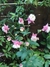 Aquilegia Pink petticoat (50 semillas) - tienda online