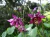 Aquilegia atrata (20 semillas) The Dark Columbine