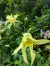Aquilegia chrysantha "Yellow Queen" (20 semillas) en internet