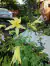 Aquilegia chrysantha "Yellow Queen" (20 semillas) - Junto a las Rosas