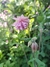 Aquilegia Vulgaris var. stellata "Pink Barlow" (20 semillas) - comprar online
