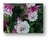 Aquilegia Pink petticoat (50 semillas) - Junto a las Rosas