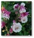 Imagen de Aquilegia Pink petticoat (50 semillas)