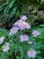 Aster novae-angliae - tienda online