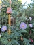Aster novae-angliae - comprar online