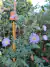 Aster novae-angliae - comprar online