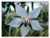 Borraja Officinalis blanca