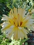 Calendula officinalis "Pink surprise" - comprar online